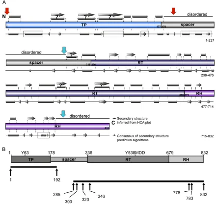 FIG 2 Reappraisal of the boundaries of hPOL structural domains. (A) Annotation of secondary structure predictions based on HCA (gray symbols abovethe schematic presentation of classical hPOL domain boundaries) and using sequence-based algorithms (gray symb