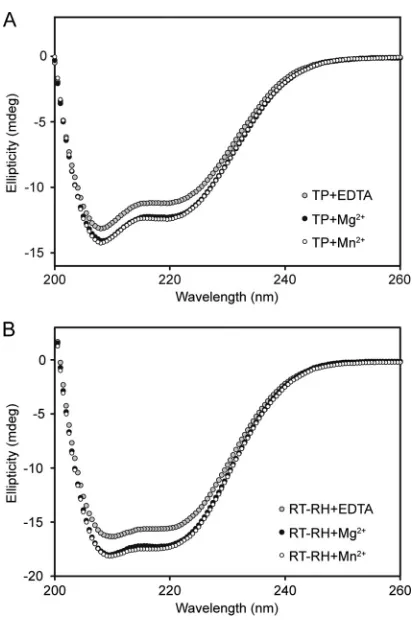 FIG 5 Far-UV CD spectroscopy of recombinant TPsimilar increases in the secondary structure of TPbut having a smaller amount ofstructure predictions [(A) The far-UV CD spectrum of apo-TPinduced identical increases in the secondary structure of RT-RH1–192 an