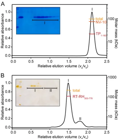 FIG 6 SEC-MALS analysis of recombinant TPlytical Superose 6 column. The UV absorbance at 280 nm was plotted againstrelative elution volume (NV-10 molecules