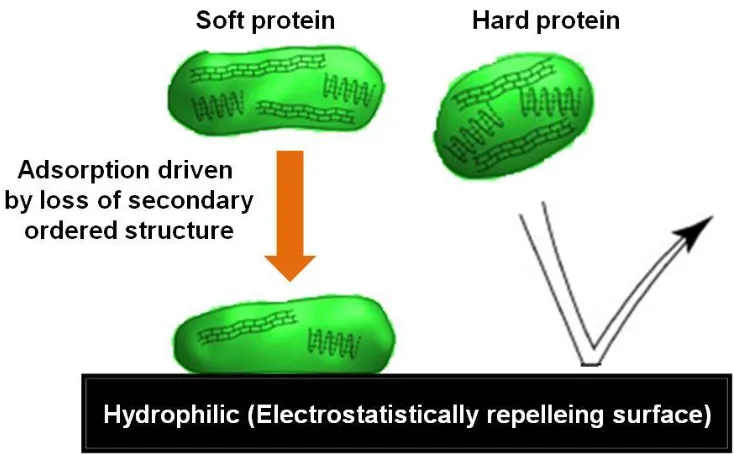 Figure 1.6. Schematic depicting the behavior of soft and hard proteins on electrostatically repelling surface