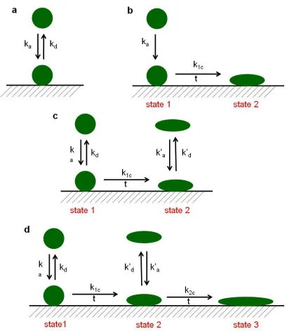 Figure 1.8. Models depicting protein adsorption according to a) Langmuir, b) Lundström, c) Beissinger and Leonard, and d) Soderquist and Walton; k is the rate constant, subscript a, d, 1c and 2c are adsorption, desorption, conformation changes during trans