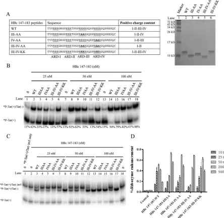 FIG 8 Positive charge content of HBc ARD is important for nucleic acid chaperone activity