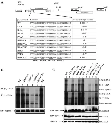 FIG 9 Positive charge content of HBc ARD is important for HBV replication in Southern blot analysis