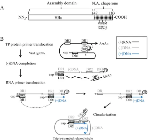 FIG 10 Nucleic acid chaperone hypothesis in HBV replication (A) Assign-pgRNA sequence could undergo a translocation from DR1 to DR2 and primeplus-strand DNA synthesis from DR2
