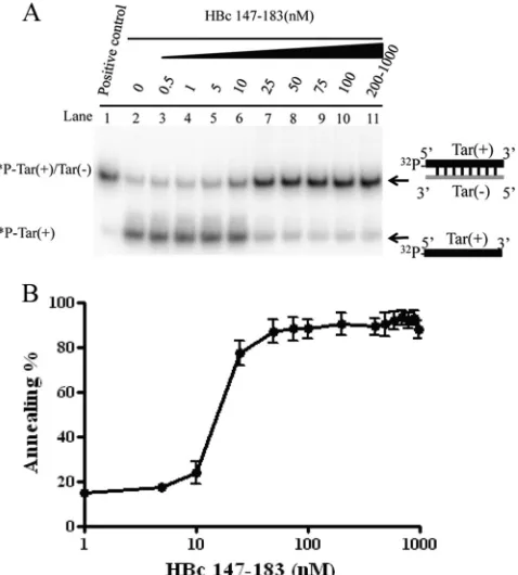 FIG 3 The arginine-rich domain (ARD) of HBc 147-183 exhibits DNA an-nealing activity. (A) DNA annealing activity is dependent on HBc ARD pep-tides in a dose-dependent manner