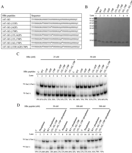 FIG 5 Phosphorylation and dephosphorylation of HBc ARD peptides can inﬂuence DNA annealing activity