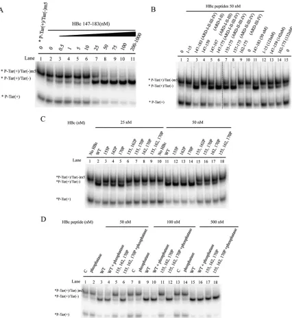 FIG 6 Strand exchange (displacement) activities of HBc ARD peptides. (A) A DNA duplex of 32P-Tar(�)/Tar(�)m5 (1 nM) was incubated with an excessiveamount of Tar(�) DNA (2 nM) in the absence or presence of HBc ARD peptides at various concentrations at 37°C 