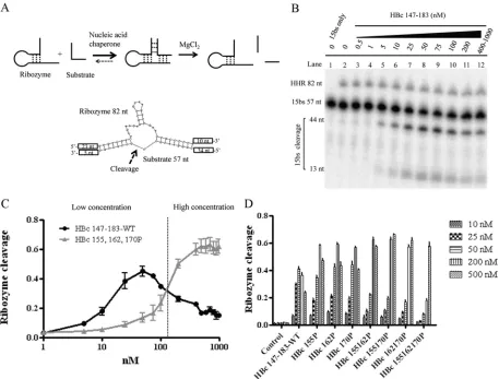 FIG 7 Enhancement of hammerhead ribozyme (HHR) cleavage by HBc ARD peptides. (A) Schematic diagrams of HHR and substrate 15bs RNAs