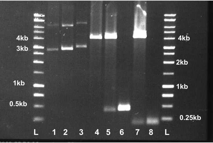 Figure 7. Restriction site analysis for the cloned P. furiosus SOR and Rd.  L: DNA size 