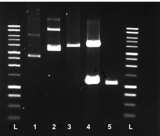 Figure 9. Restriction site analysis of the cloned P. furiosus NROR. L: DNA size 