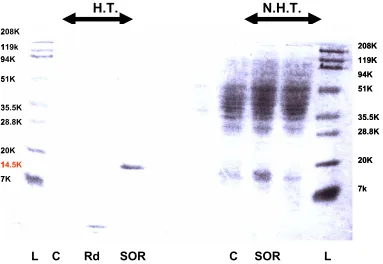 Figure 10. P. furiosus SOR expression in E. coli strain JM105.  
