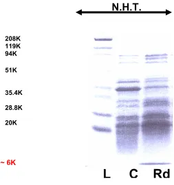 Figure 11.  P. furiosus Rd expression in E. coli strain JM10.  Expected M.W. is ~6kDa 
