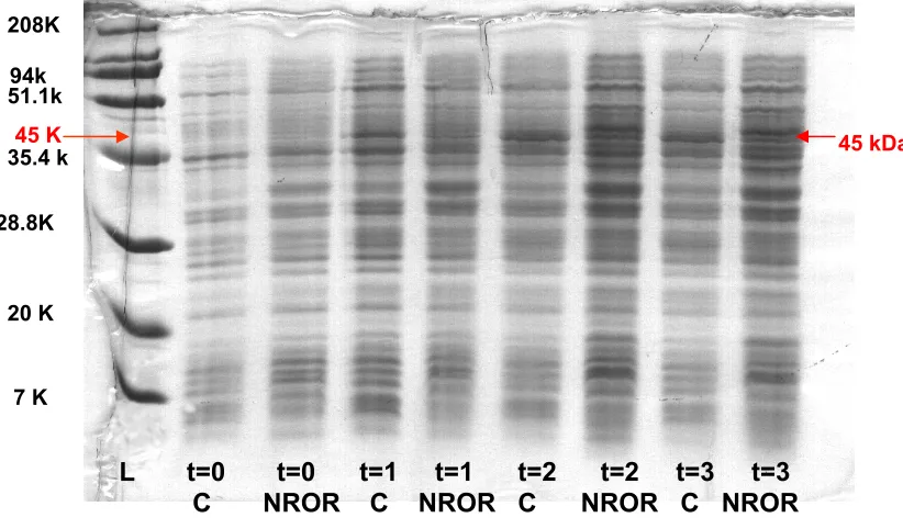 Figure 12. P. furiosus NROR expression in  E. coli strain JM105.  Expected M.W. is   