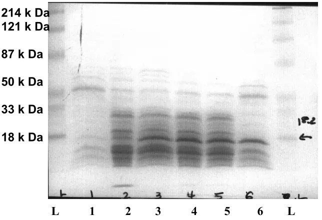 Figure 17.  P. furiosus SOR-Rd co-expression in E. coli strain JM105. Expected M.W. is 
