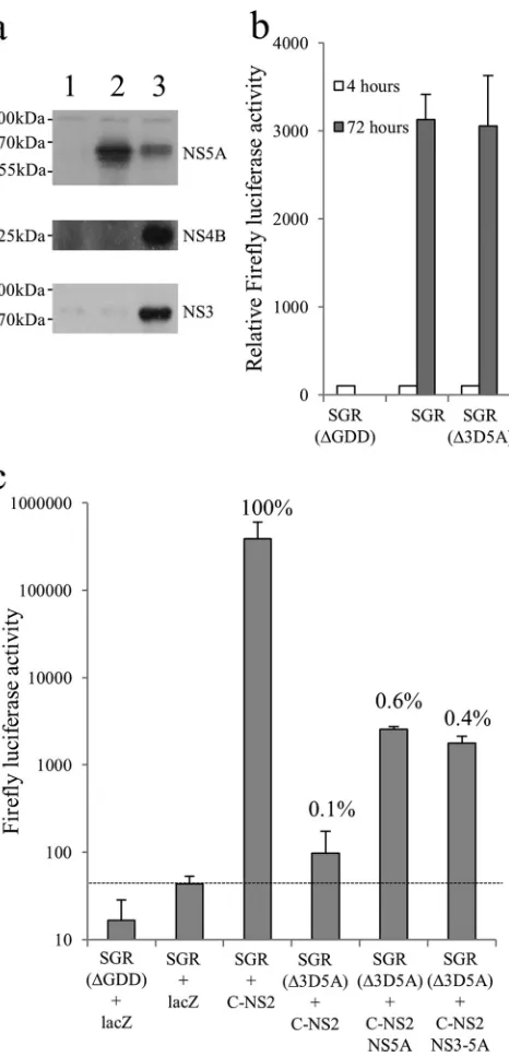 FIG 7 trans-Complementation of NS5A virion assembly functions. (a) Ex-pression of NS proteins in Huh7.5 cells at 24 h postransduction with baculo-viruses encoding LacZ (lane 1), NS5A (lane 2), and NS3-5A (lane 3)