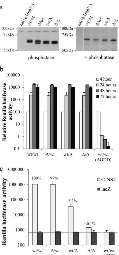 FIG 8 Intragenomic complementation of defective virion assembly. (a) West-