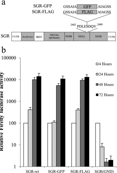 FIG 1 Replication of FLAG- and GFP-tagged bicistronic replicons. (a) Sche-matic representation of the ﬁreﬂy luciferase bicistronic replicon constructused in this study, showing the locations of the FLAG tag and GFP-coding-region inserts within NS5A
