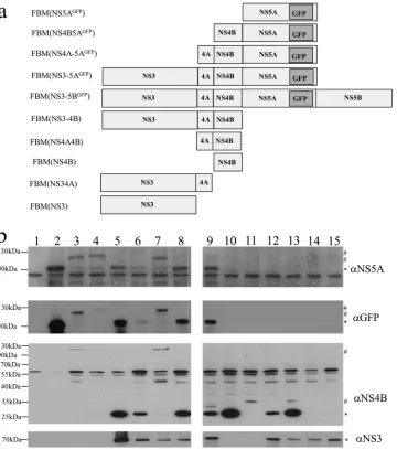 FIG 2 Expression of the HCV NS proteins by baculovirus vectors. (a) Schematic of the various baculovirus constructs generated