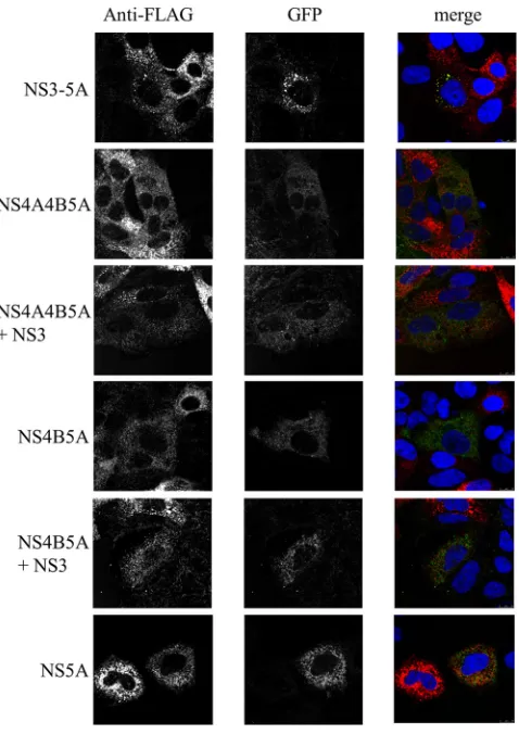FIG 4 Colocalization of NS5A species expressed from SGR-FLAG RNA andbaculovirus vectors