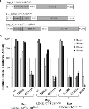 FIG 5 Intragenomic complementation of defective HCV RNA replication. (a) Schematic representation of bicistronic replicon constructs with the ﬁrst cistroncistron for each construct; wt denotes wt versions of NS5A and NS4B, S2208I indicates the mutation in 