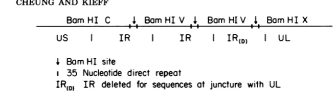 FIG.1.LettersIRsitebeginning Summary oforganizational features and BamHImap ofEBVDNA around the internal reiteration