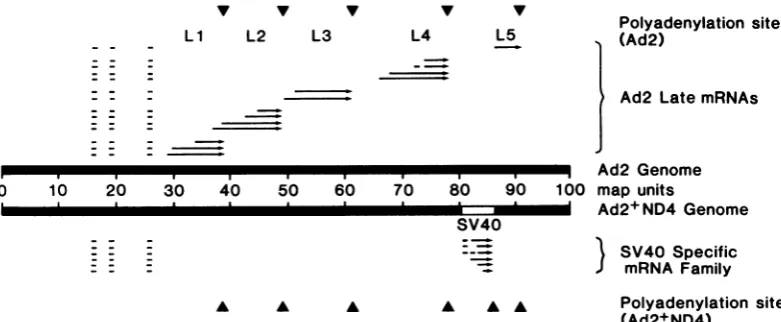 FIG.(Ad2+ND4)presentportiondirectionsixthadditional1. Late mRNA families ofAd2 and Ad2+ND4