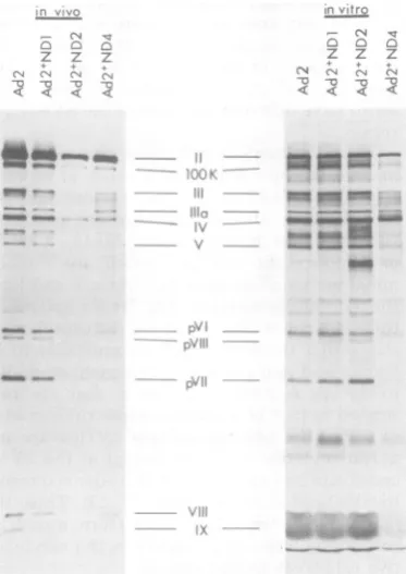 Fig. 3B. All late viral proteins were synthesizedin about the same relative level in cells infectedwith wild-type Ad2 or the three hybrid viruses.