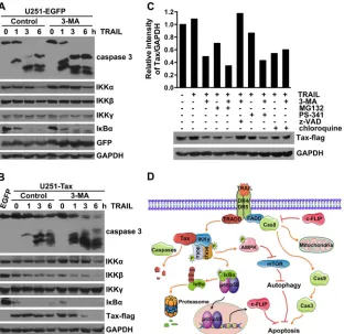 FIG 7 Inhibition of autophagy promotes TRAIL-induced Tax degradation. (A and B) 3-MA promotes TRAIL-induced degradation of Tax and IKKcells were infected with LV-EGFP (A) or LV-Tax (B) for 4 days, pretreated without (control) or with 10 mM 3-MA for 3 h, an