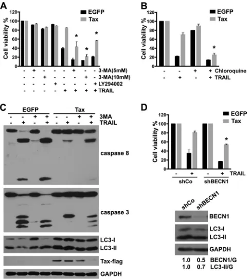 FIG 3 Inhibition of autophagy pathway sensitizes Tax-expressing U251 cellsto TRAIL-induced apoptosis