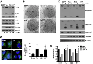 FIG 5 The Tax mutant M22 is unable to induce c-FLIP expression and autophagosome accumulation