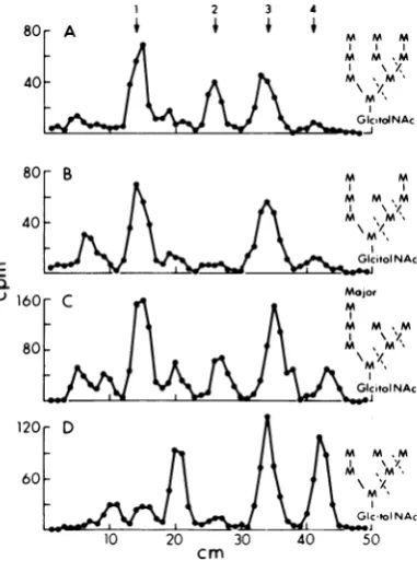Fig. 5A,weresites where the dashed lines indicate cleavage at al,6 linkages. The two larger fragments characterized further by methylation (Ta-