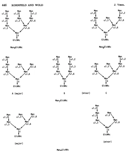 FIG. 6. Structures proposed for the oligosaccharides ofE3-gp25K.