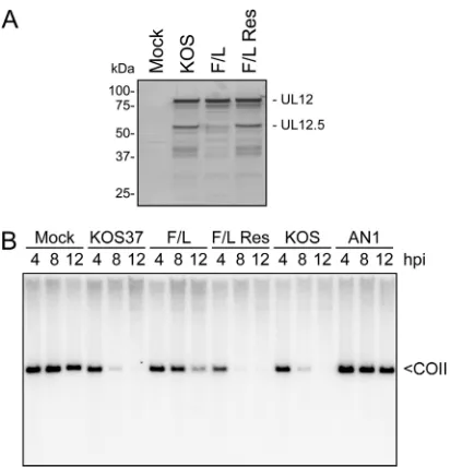 FIG 2 Preventing translation of UL12.5 and UL12M185 impairs but does notabrogate mtDNA depletion
