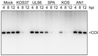 Fig. 2B (Fig. 6). As expected, the KOS37 SPA virus reduced the
