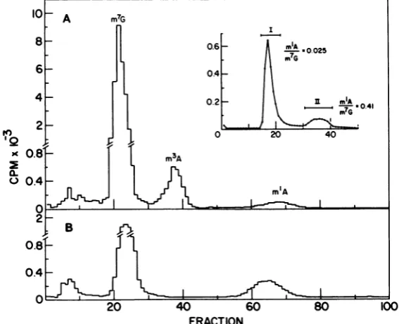 FIG. 4.pooledDNASiDNAcolumn nuclease-resistant Chromatography of an SI nuclease digest of 3H-methylated vaccinia virus DNA