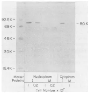 FIG. 5.polypeptideproteinsAd2DBMspondingserum.onserumcellsunlabeled a Immunoautoradiographicdetectionof80K in Ad2 late infected cells