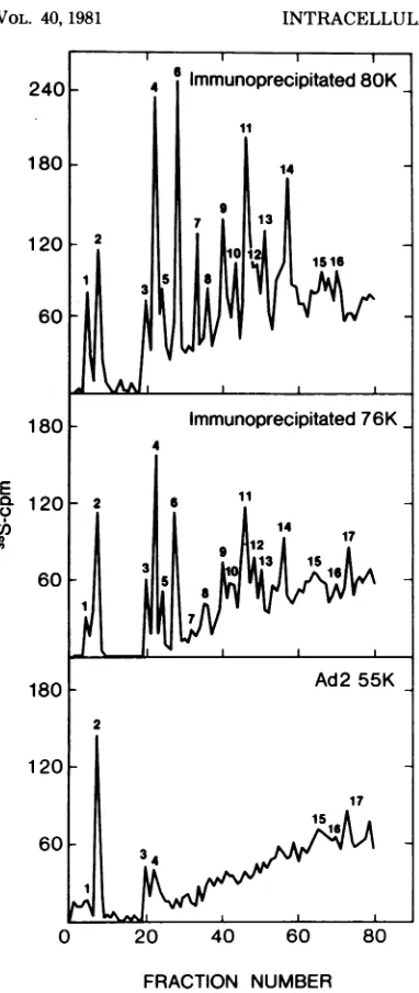 FIG. Reverse-phasefromrunthetideslatevirions.7. HPLC of tryptic fragments ['''S]methionine-labeled 80K and 76Kpolypep- irnmunoprecipitated from the nucleoplasm of inffected cells and of Ad2 55K TP isolated fromSee the legend to Fig