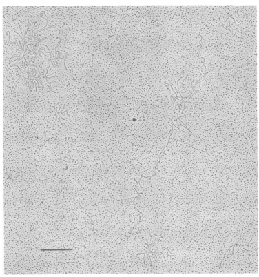 FIG. 1.asmallclosed preparation Electron microscopic characterization ofpreparations of circular EBV DNA