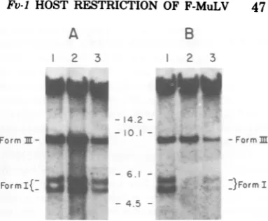 FIG. 1.analysis Autoradiograms offilter blot hybridization of Hirt DNA extracts from virally infected
