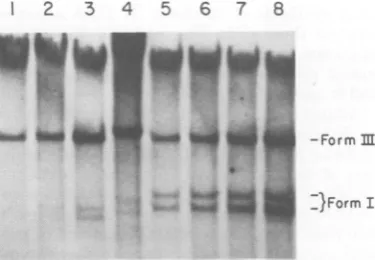 FIG. 2.analysis Autoradiograms offilter blot hybridization of cells infected with highly restricted B-