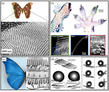 Figure 1-1. (a) Antireflective nanostructures of moth eye [1]. (b) Directional dry adhesive 
