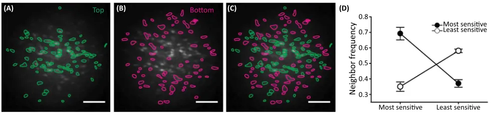 Figure 5. Endothelial Cells Cluster Based on Sensitivity. (cells (bottom 50%) have more least-sensitive neighbours and fewer most-sensitive (top 50%) neighbours