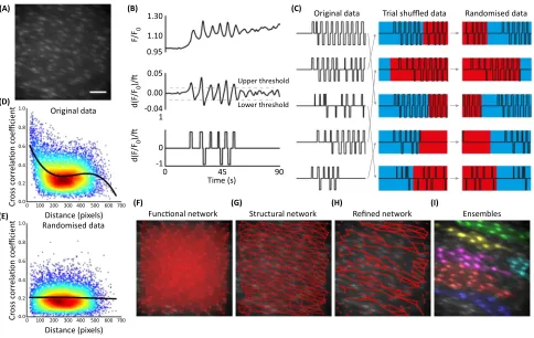 Figure 2. Network Analysis of Ca2+randomised (E) Camiddle) and then randomised by shufmagnitude between zero and one (thresholded; bottom) and Gaussian noise added to prevent correlations arising between signals with low activity