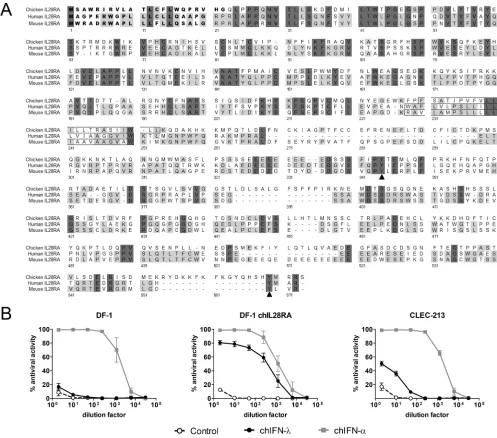 FIG 6 DF-1 cells expressing cDNA encoding putative chIL28RA respond to chIFN-undiluted chIFN-mean antiviral activity (IL28RA (GenBank accession numbertreated overnight with different dilutions of recombinant chIFN-� and acquire virus resistance