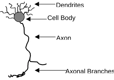 Figure 3.8: Typical Retinal Neuron
