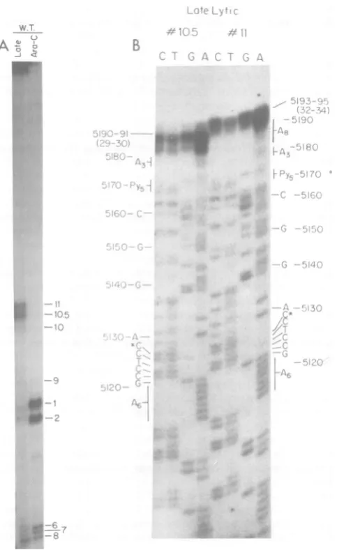FIG. 7.residuecomplementarywaslatethis1.Gilbertinfected Sequences (A) Patterns on 8%1v polyacrylamide-7 M urea thin electrophoretic gels of radiolabeled DNAs to the 5' ends ofearly RNAs isolated from wild-type (W.T.) SV40-infected Vero cells early and in t