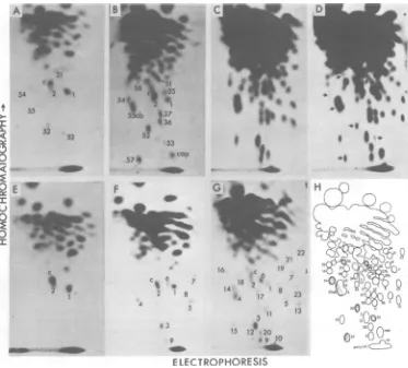 FIG. 2.preparedpolyacrylamidearrowscontaining(E)cellulose16S Fingerprint patterns ofRNase T,-resistant oligonucleotides of URI and URlAVRNAs