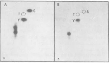 FIG. 8.phopeptides.p150positionsp150p150onelectrophoresisresisthreonine;acidtoards top