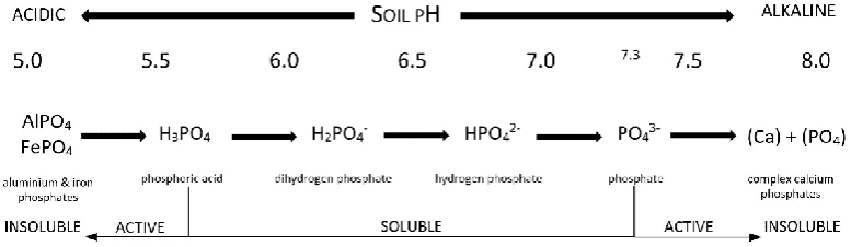 Figure 2.2 - The Effect of Soil pH on Phosphorus Mobilisation