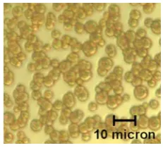 Figure 4.1.                                   An optical image of a CHCA standard solution in ethaol:methanol:acetonitrile:0.1% TFA (water)=2:2:1:1 spin-coated on a flat Si substrate